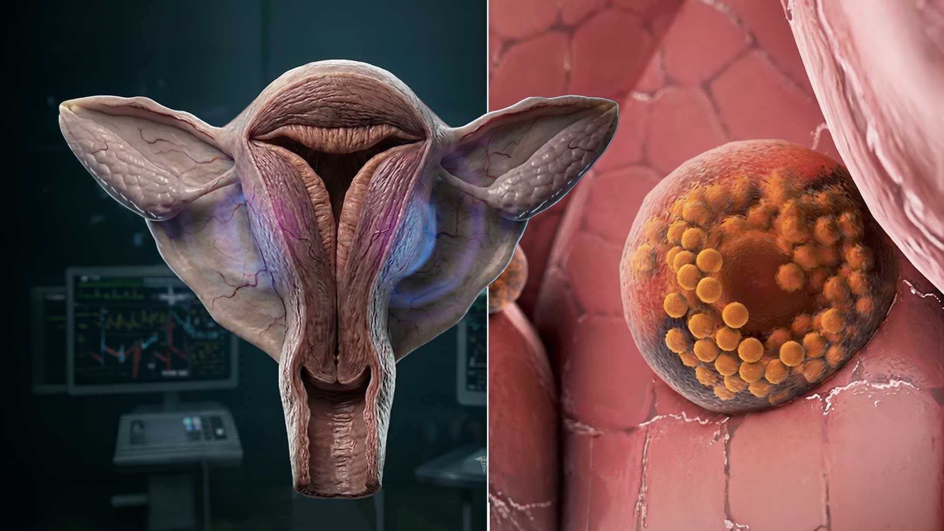Así es el proceso de la menstruación