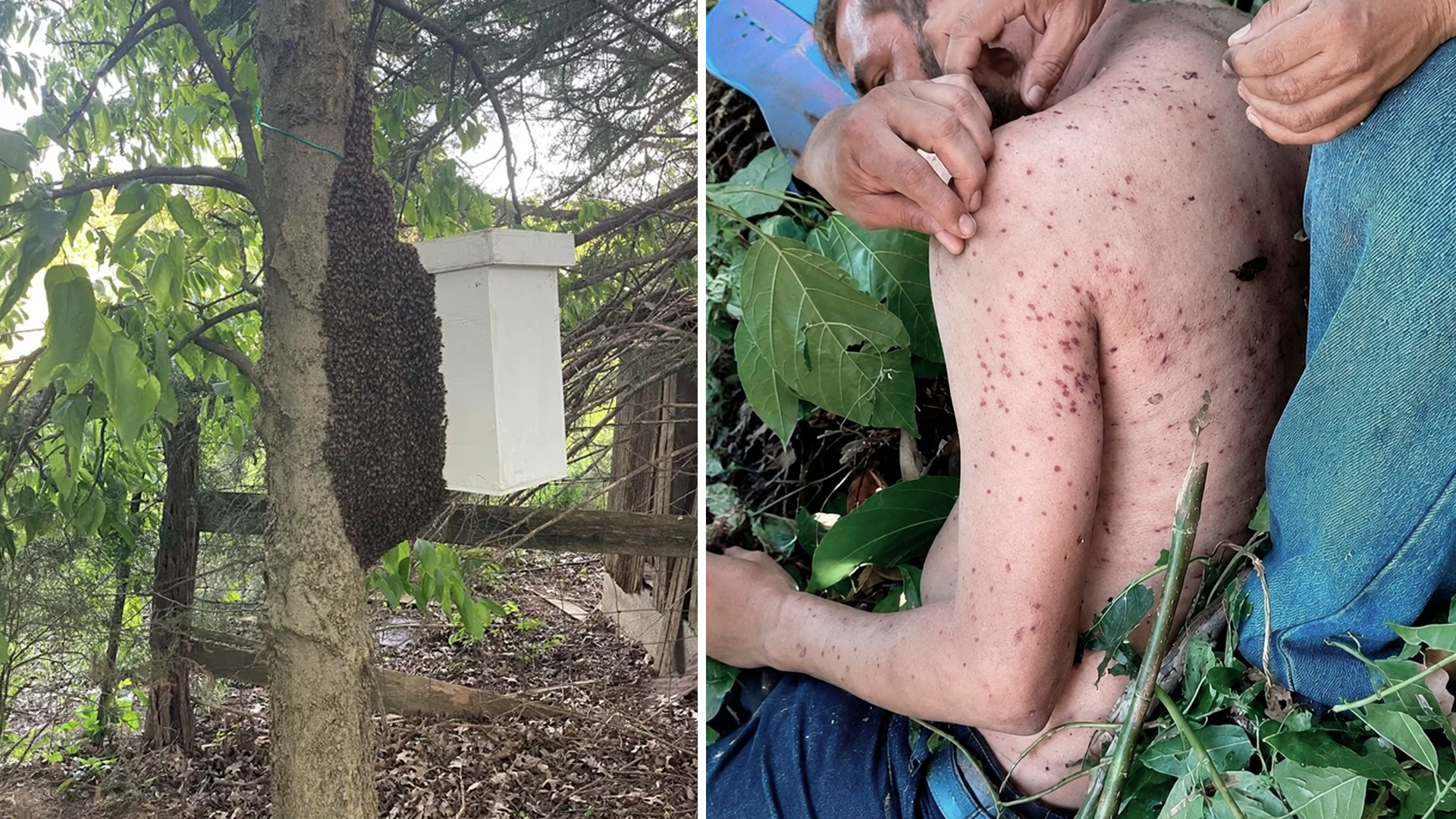 Cómo sobrevivir al ataque de un enjambre de abejas