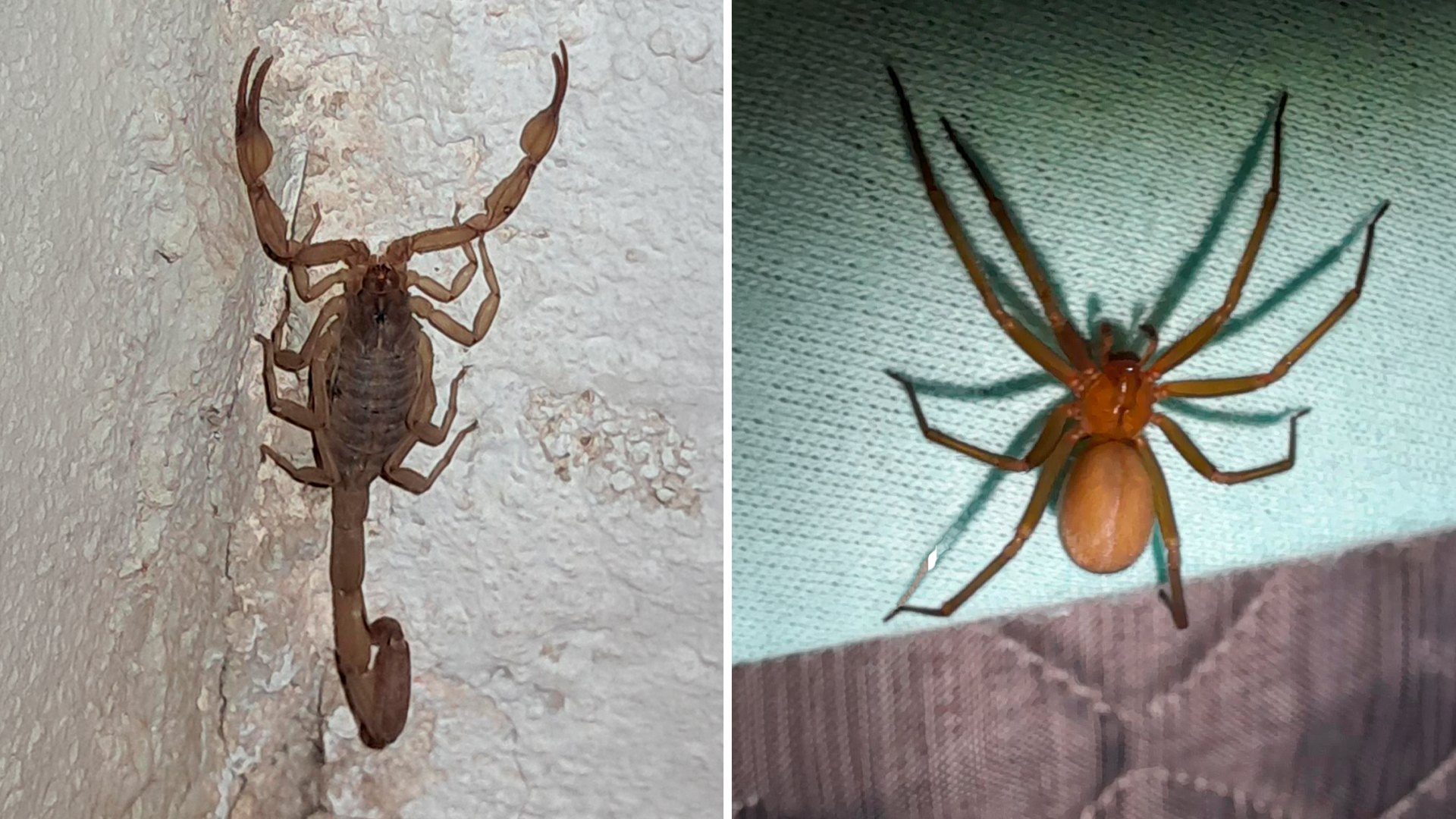Cuidado: 3 animales peligrosos que viven en tu casa