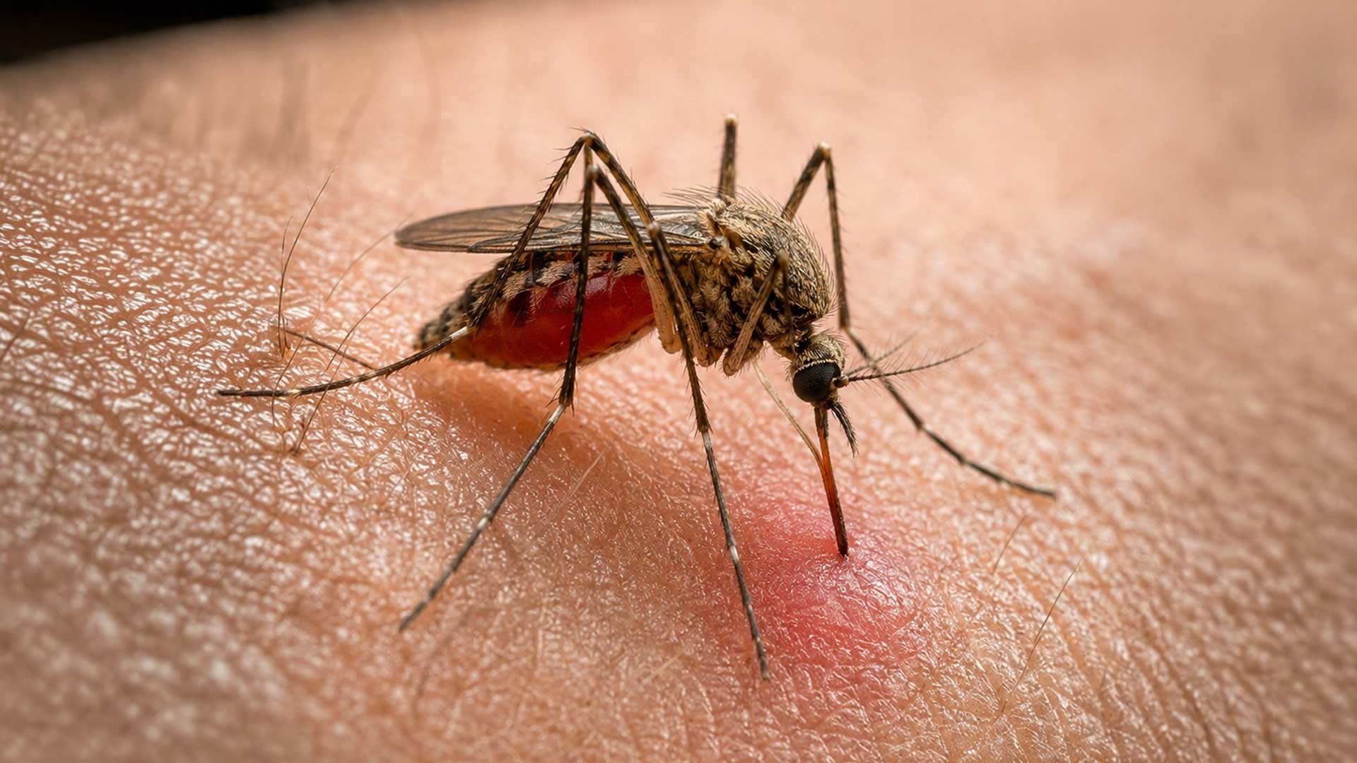 ¿Por qué los mosquitos siempre te pican más a ti?