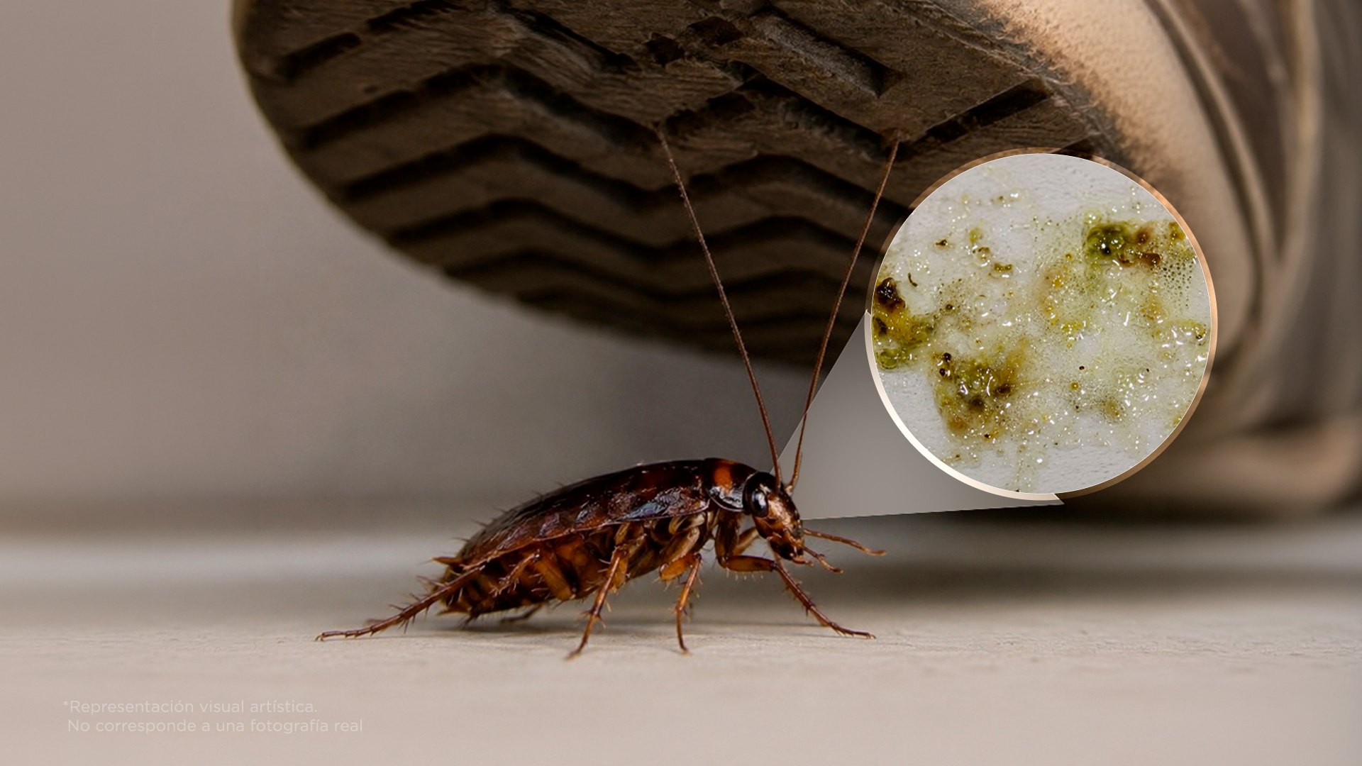Si aplastas una cucaracha, podrías enfermar a tus hijos: haz esto después